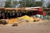 Відгук про відвідування ярмарку «Бахча без хімії» Пономарьових у Ставропольському краї відгук