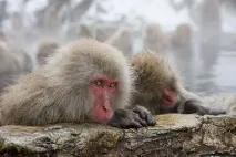 Парк мавп у - Пекельній долині, ФОТО НОВИНИ пекельній