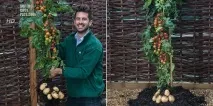 "TomTato" - чудорослина гібрид помідора з картоплею, мрія всіх городників. чудорослина