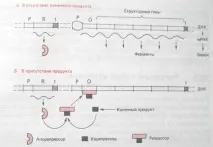 Ферменти. Класифікація. Регуляція активності класифікація