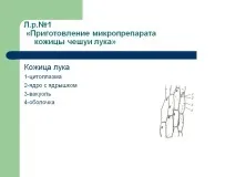 Л.р.№1 «Приготування мікропрепарату шкірки луски цибулі» шкірки