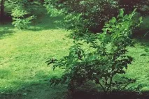 Плівкова прогулянка Києвом плівкова