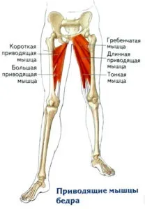 Підшкірна міотомія м’язів стегна. язів