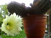 Полиця для взуття та маленький МК, Країна Майстрів маленький