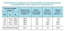 Помідори - Збирання та зберігання врожаю помідори