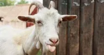 Користь козиного молока, Як організувати і зробити все своїми руками користь