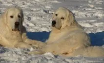 Польська підгалянська вівчарка(Альбус) опис та фото породи, Все про собак підгалянська