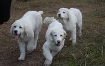 Польська підгалянська вівчарка(Альбус) опис та фото породи, Все про собак польська