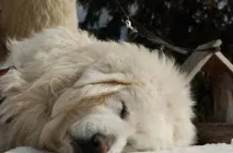 Польська підгалянська вівчарка(Альбус) опис та фото породи, Все про собак вівчарка