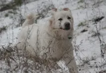 Польська підгалянська вівчарка(Альбус) опис та фото породи, Все про собак вівчарка