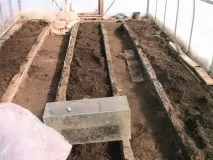 Помідори в теплиці в Сибіру, вирощування тепличних томатів своїми руками помідори