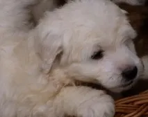 Польська підгалянська вівчарка(Альбус) опис та фото породи, Все про собак польська