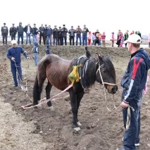 борозни