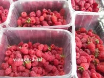 Про рентабельність вирощування малини або метр малинника, бізнес план, Ягідний сад, або бізнес