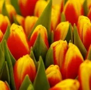 Пулковські квіти – найбільший промисловий виробник квіткової продукції на Північному Заході квіти