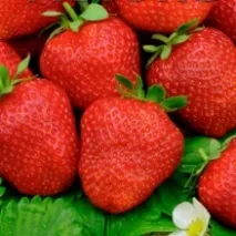 Пулковські квіти – найбільший промисловий виробник квіткової продукції на Північному Заході найбільший