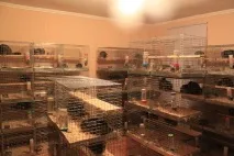 Розведення шиншил і нутрій як бізнес у домашніх умовах бізнес