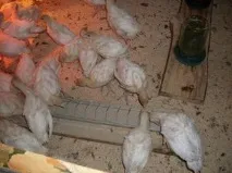 Розведення та утримання індиків бройлерів у домашніх умовах особливості годування та вирощування розведення