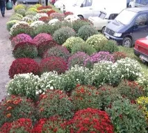 розмноження