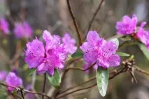 rhododendron