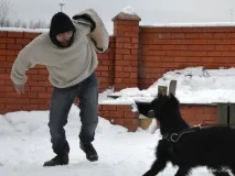 Різеншнауцери Bakar Kan захисне дресирування - ФОРУМ КЛУБУ ВЛАСНИКІВ РОБОЧИХ СОБАК захисне