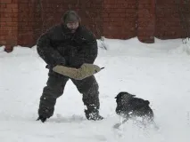 Різеншнауцери Bakar Kan захисне дресирування - ФОРУМ КЛУБУ ВЛАСНИКІВ РОБОЧИХ СОБАК різеншнауцери