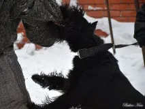 Різеншнауцери Bakar Kan захисне дресирування - ФОРУМ КЛУБУ ВЛАСНИКІВ РОБОЧИХ СОБАК форум