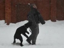 Різеншнауцери Bakar Kan захисне дресирування - ФОРУМ КЛУБУ ВЛАСНИКІВ РОБОЧИХ СОБАК захисне