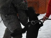 Різеншнауцери Bakar Kan захисне дресирування - ФОРУМ КЛУБУ ВЛАСНИКІВ РОБОЧИХ СОБАК захисне