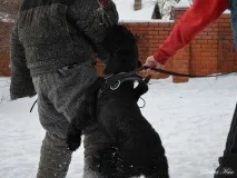 Різеншнауцери Bakar Kan захисне дресирування - ФОРУМ КЛУБУ ВЛАСНИКІВ РОБОЧИХ СОБАК форум