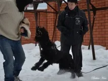 Різеншнауцери Bakar Kan захисне дресирування - ФОРУМ КЛУБУ ВЛАСНИКІВ РОБОЧИХ СОБАК форум