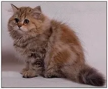 Руді коти – море позитиву! руді
