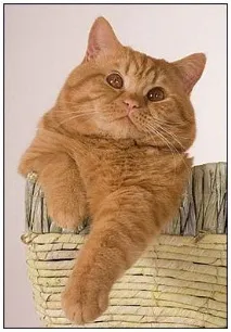 Руді коти – море позитиву! море