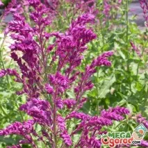 Сальвія діброва характеристика, сорти, догляд та розмноження рослини діброва