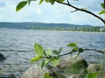 Сезон полювання в Карелії на звіра та дичину, Відкриття мисливського сезону в Карелії, Медвежьегорский район сезон