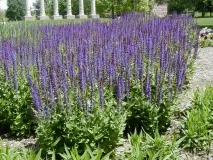Шавлія діброва посадка і догляд, фото шавлія