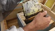 виведення