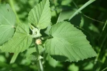 Sida CORDIFOLIA або Сіда Серцелистяна (насіння) cordifolia