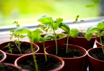 Sida CORDIFOLIA або Сіда Серцелистяна (насіння) серцелистяна