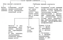 культуризм