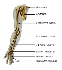 культуризм