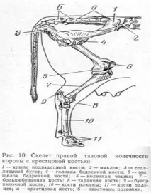 крайниците