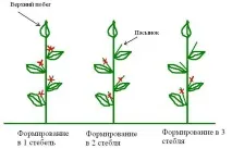 оранжерии