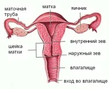 матката