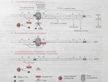 Ферменти. Класифікація. Регуляція активності класифікація