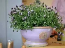 вирощені
