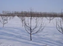 клонових