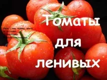 Томати для лінивих. вирощувати
