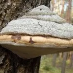 Трутовик модриновий для схуднення, способи застосування, корисні властивості схуднення