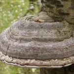Трутовик модриновий для схуднення, способи застосування, корисні властивості трутовик